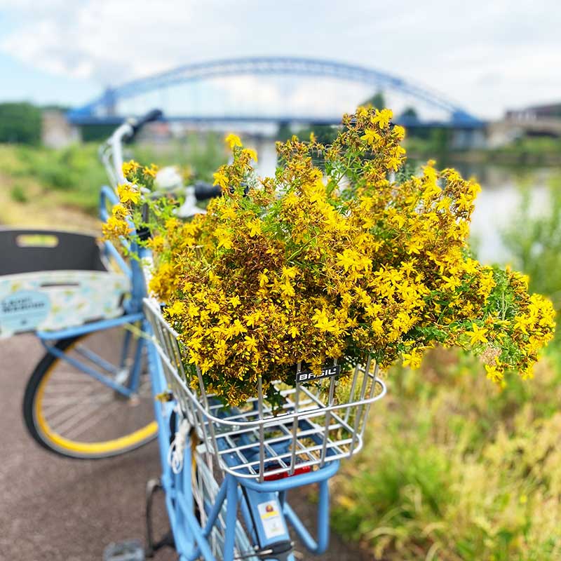 Tageskurs Wolle mit regionalen Pflanzen färben (13. Juni 2026) – Bild 5